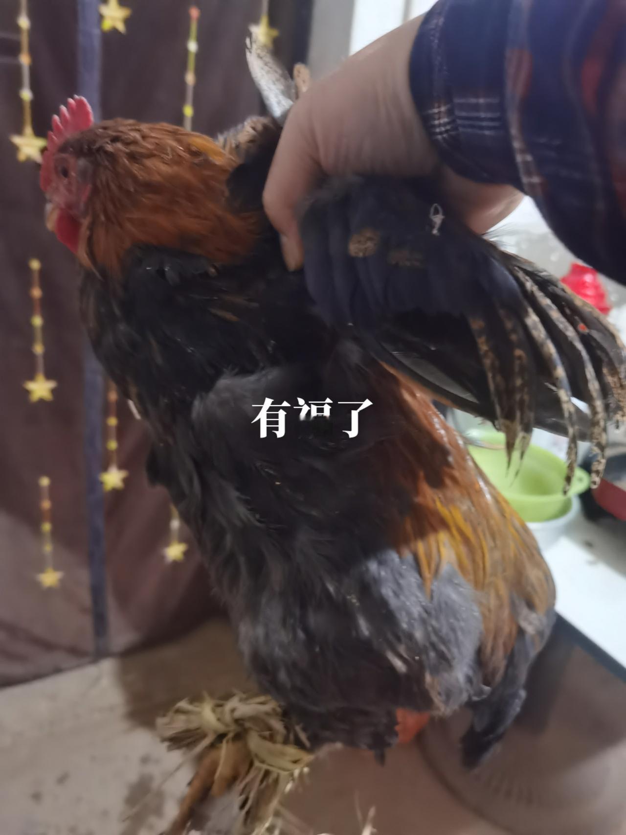 #农村散养土鸡 有好吃的了