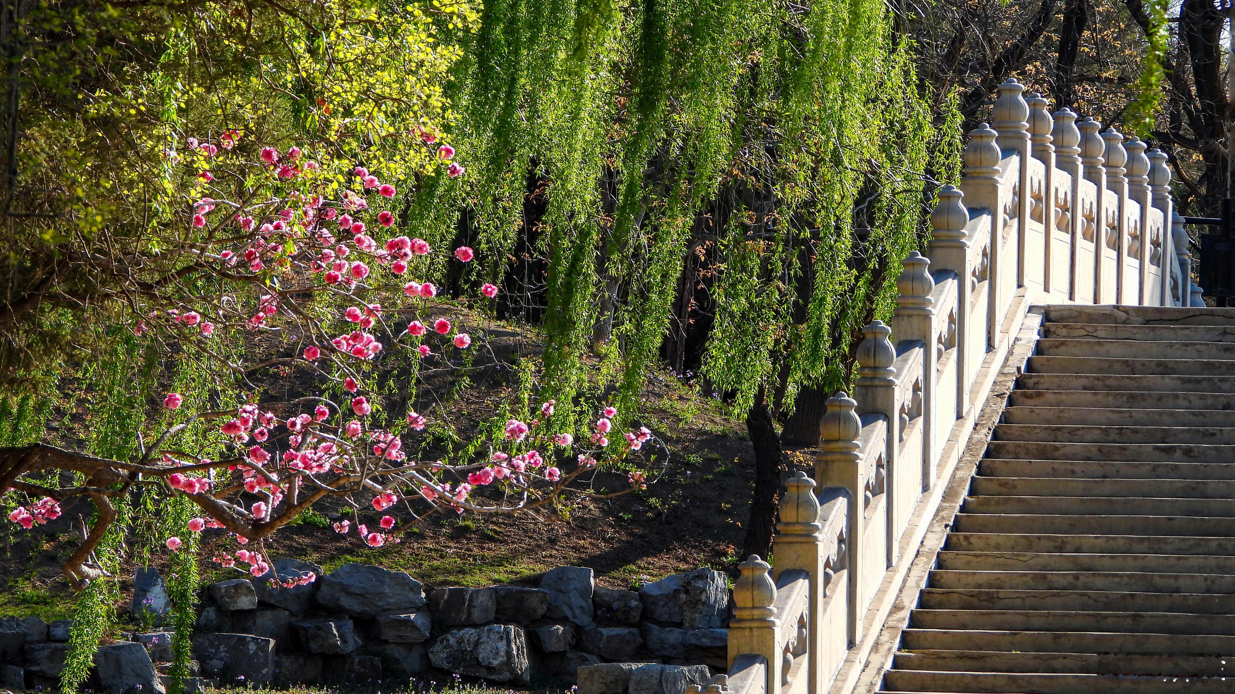【圆明园遗址公园 春色烂漫】御苑春如海，晴光入画来。桃霞千树灼，柳浪一湖开。曲槛