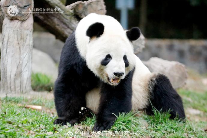 听说，有ee想我们啦ᜊ•ᴗ•ᜊ#熊猫趣图# ​​​