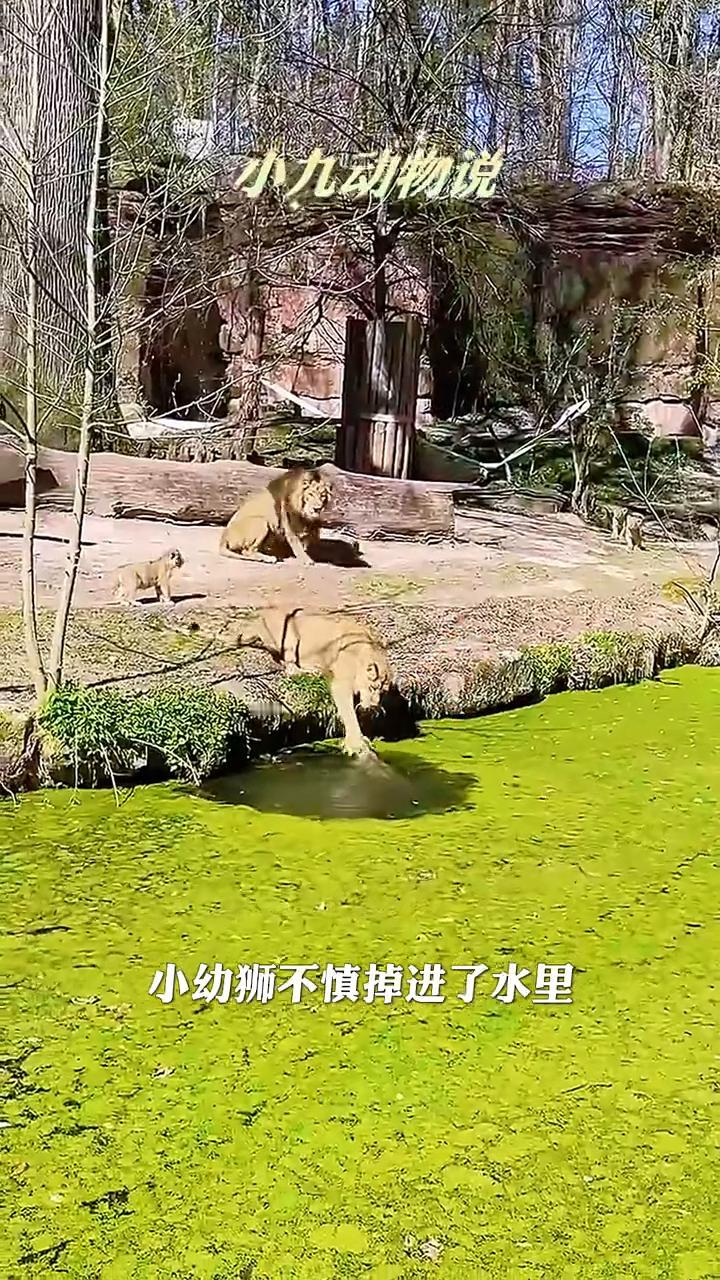 母狮救孩子。
小九动物说。
小幼狮不慎掉进了水里，母狮充满急切，正努力拯救着孩子