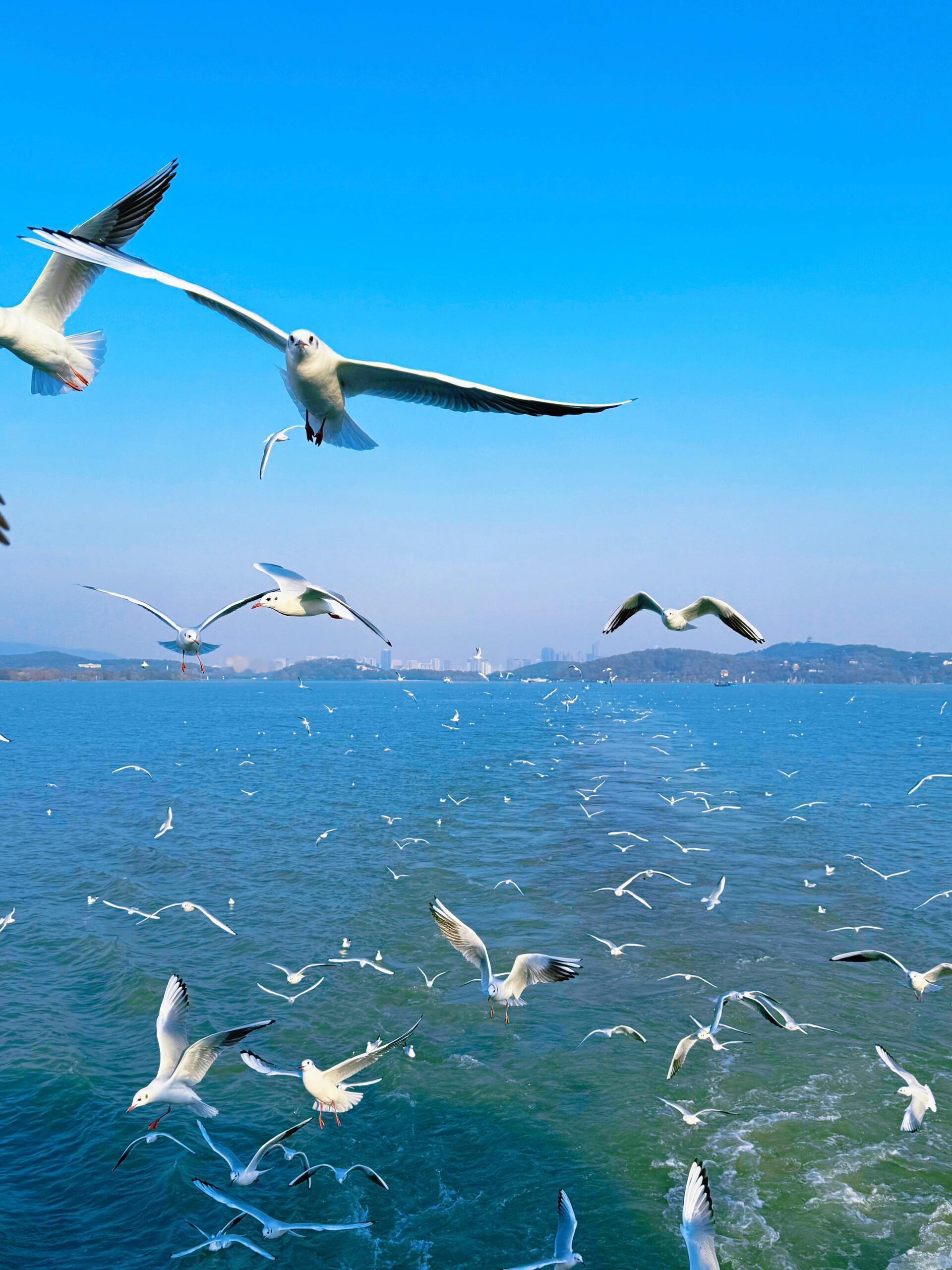 无锡最新红嘴鸥免费观鸥保姆级指南秋冬的无锡，最治愈的画面莫过于红嘴鸥划破湖面的瞬
