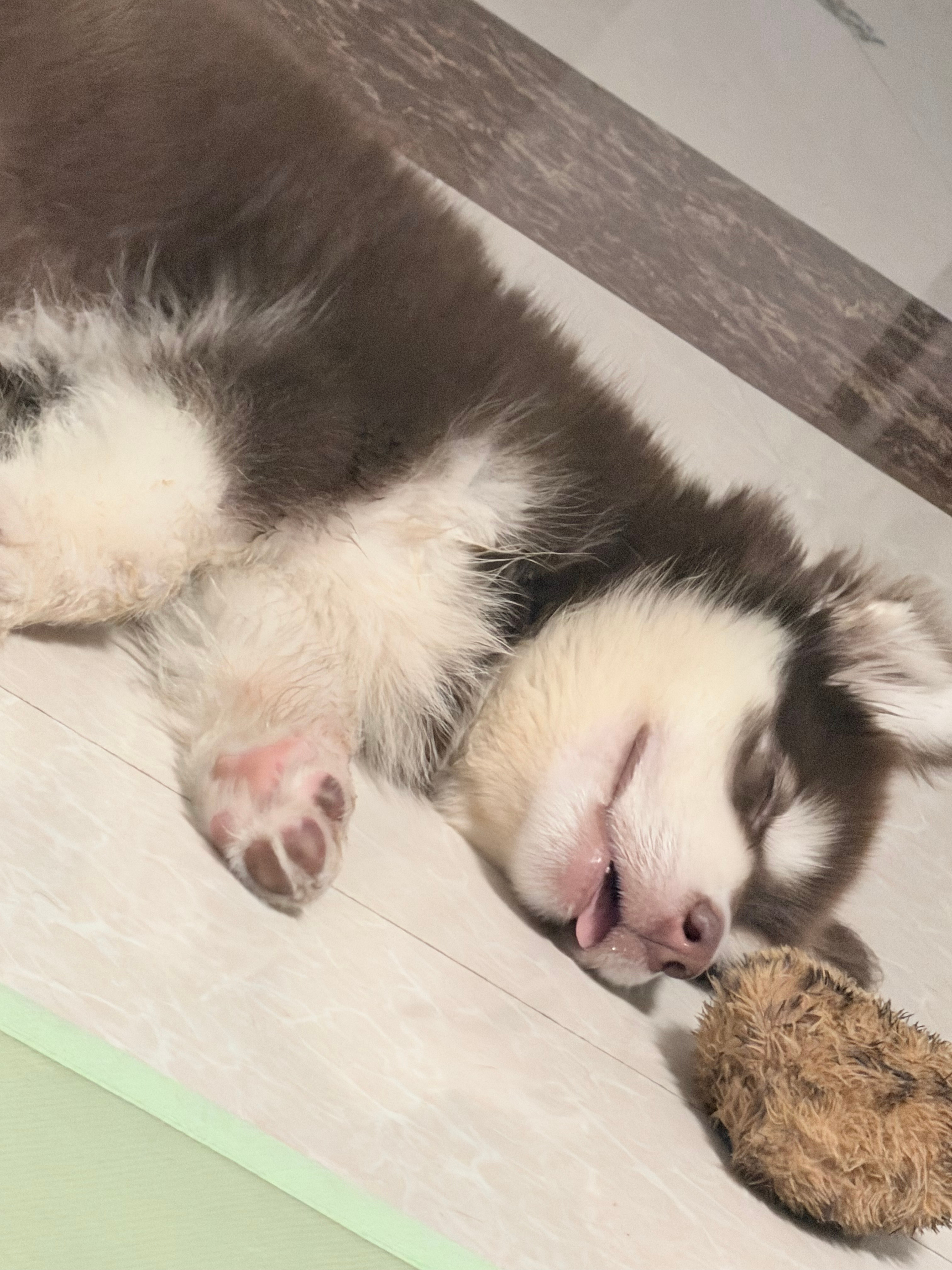下雨天 非常适合在家睡觉💤 