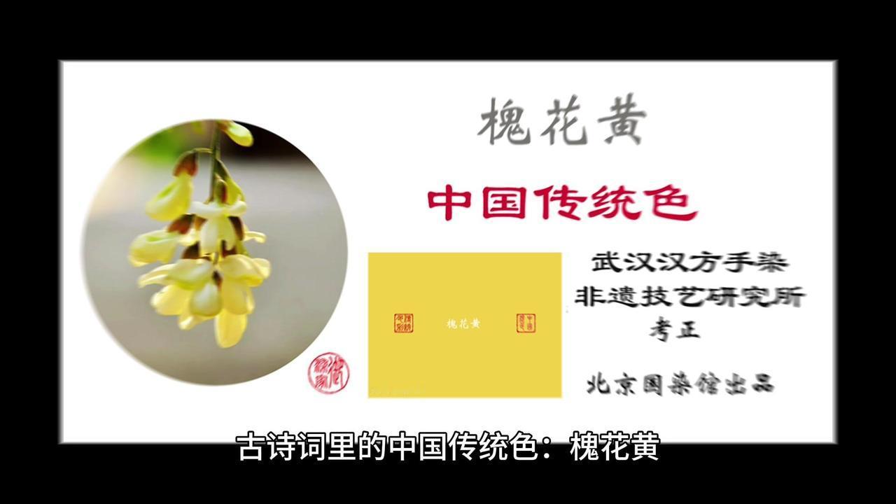 🍃国槐淡黄，染千年锦绣；古卷轻展，诗行流淌。

1️⃣槐影摇曳，“槐花黄，举子