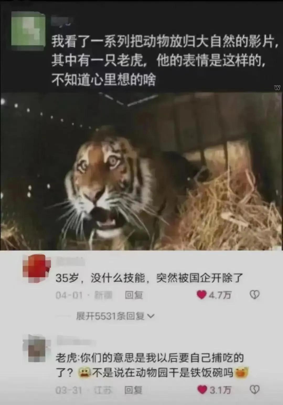 老虎从此失去了衣食无忧的生活[大笑]