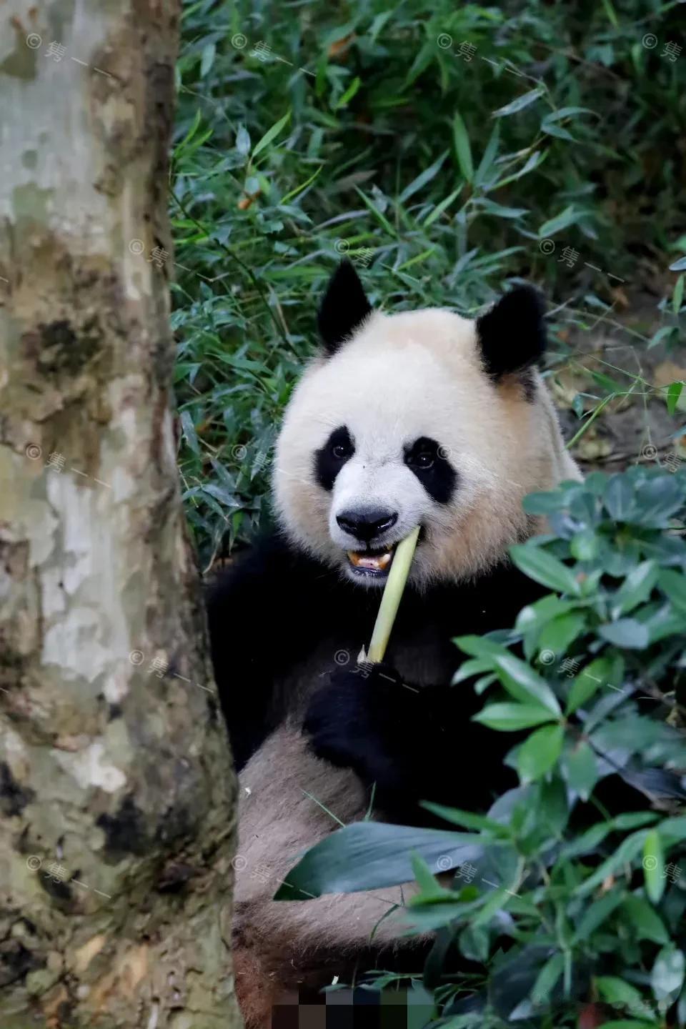园润生日快乐，虽然不再怎么关注你了，但看到你还是很高兴。只是不太敢用图。


很