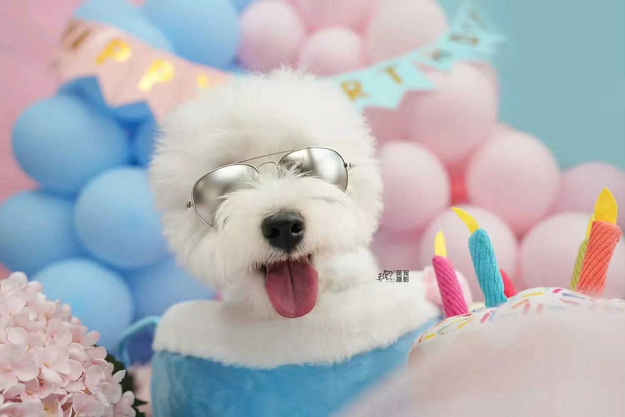 超美撞色双子座生日！
绝美生日照，英宠给你安排好啦
双子座的宝宝们一定要来🥰