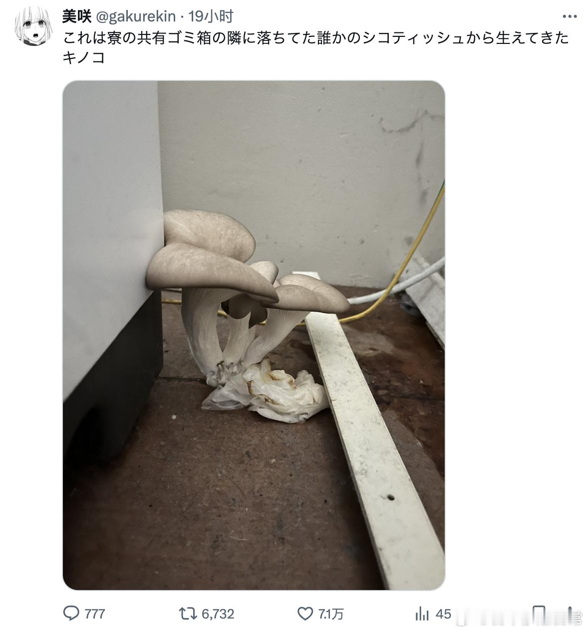 从宿舍的公共垃圾桶边上掉落的自我安慰的纸张中，长出了蘑菇🍄 [doge] ​​