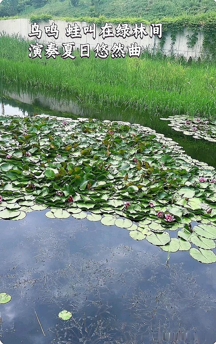 美哭！榆林公园夏天直接封神，以为闯进江南🌿
 
家人们！真不是南方！
这就是咱