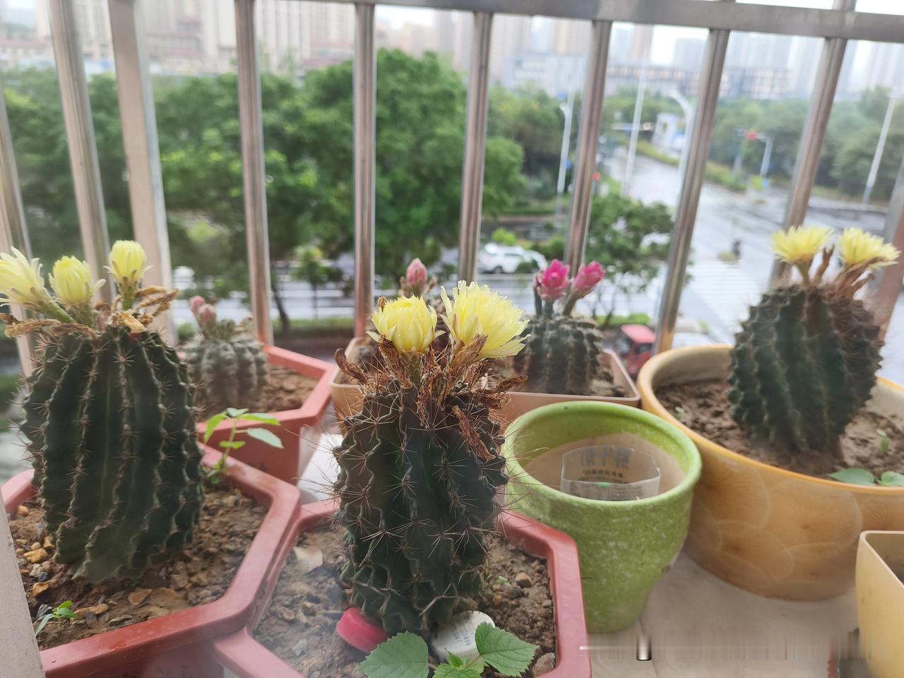 仙人球开花了,好看吗?我家的仙人球，无论阴天还是雨天都开花不误。绝对给力[赞][