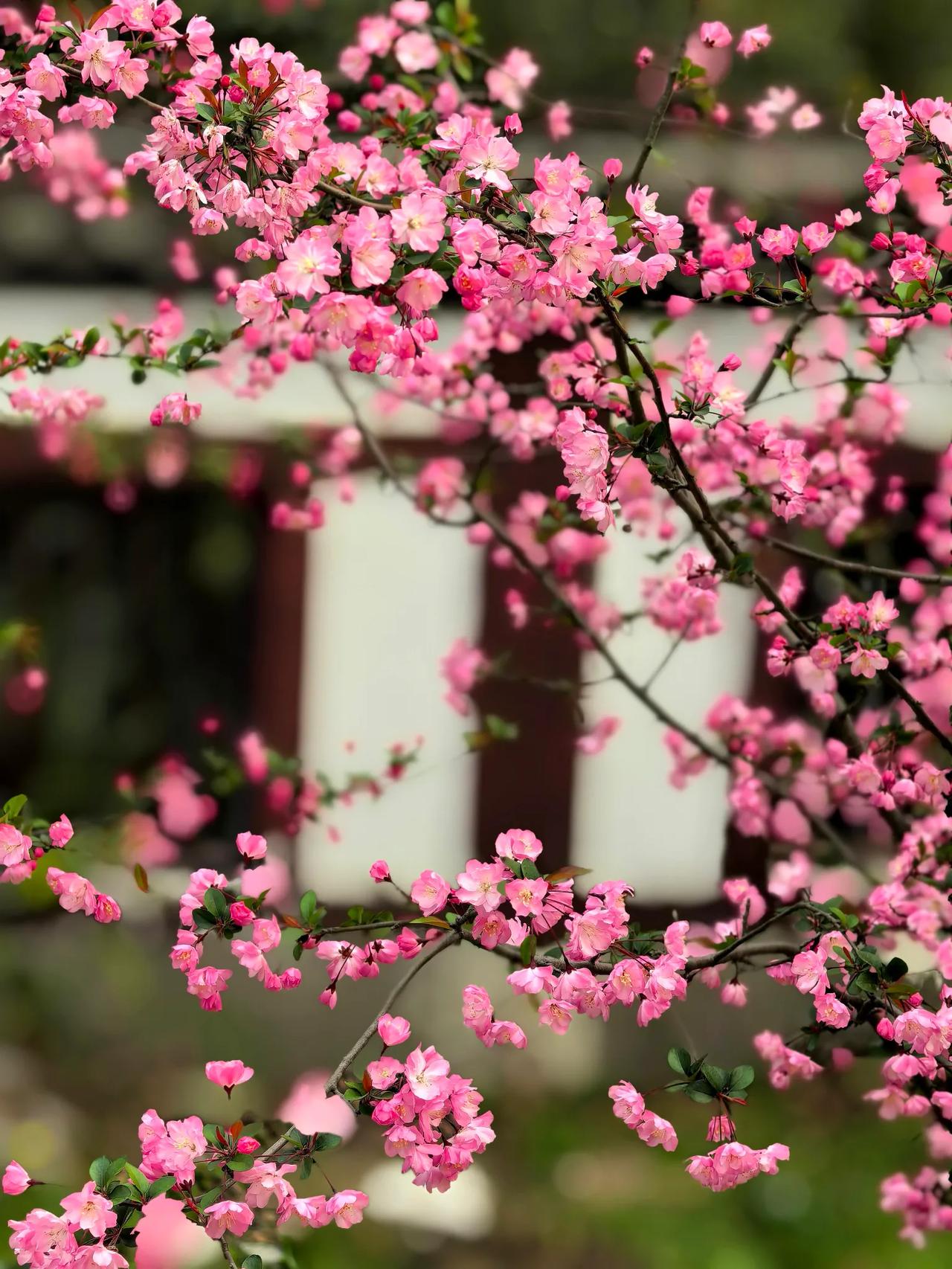 我在扬州大明寺拍到灿如红霞的海棠花，简直太幸运了！三四月的扬州就是花的天堂，海棠