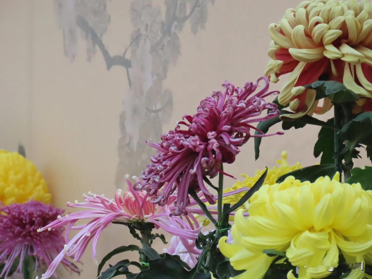 五彩缤纷的菊花，美不胜收！🌸🌸🌸
宁波植物园