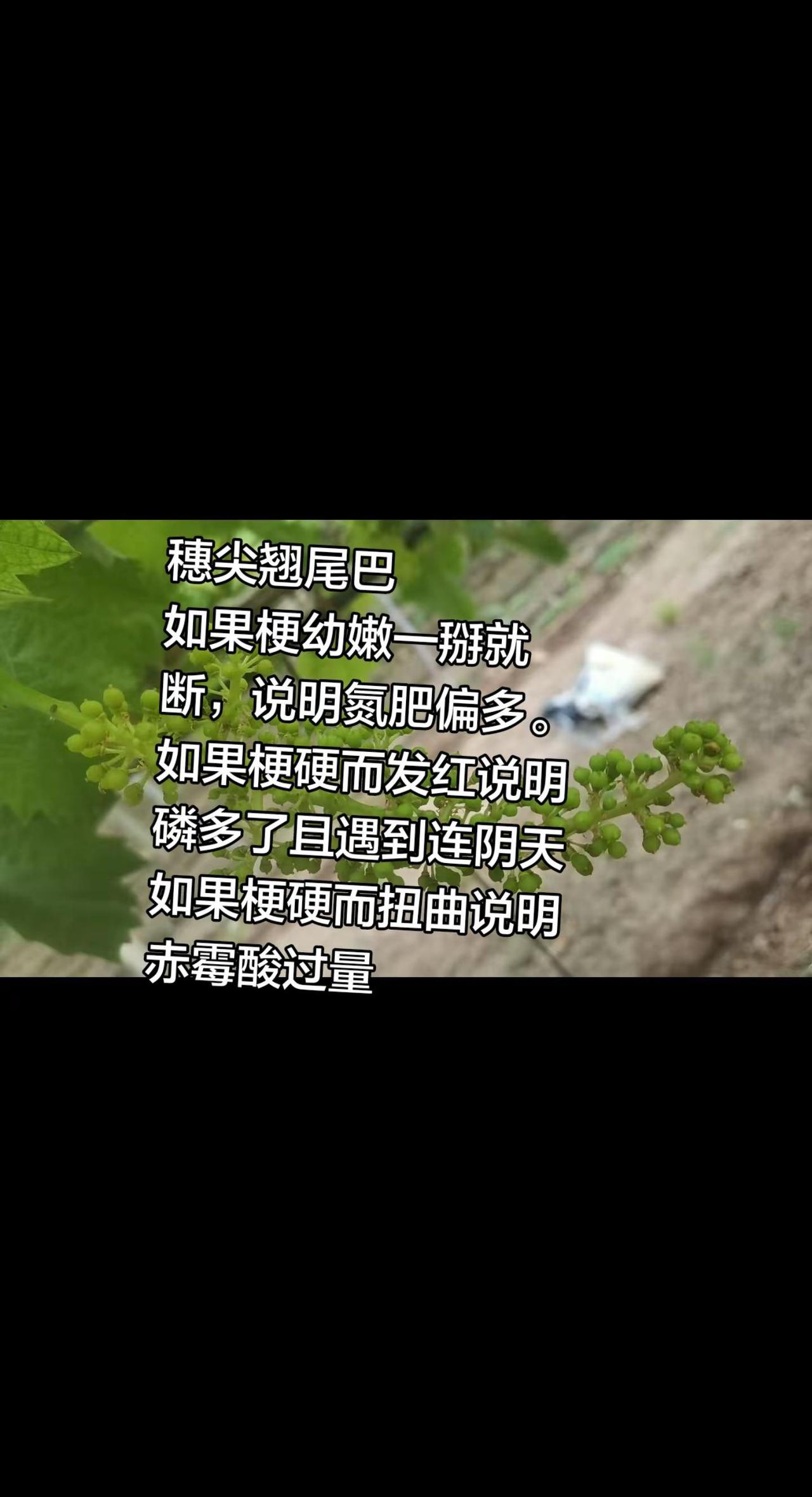 穗尖翘尾巴