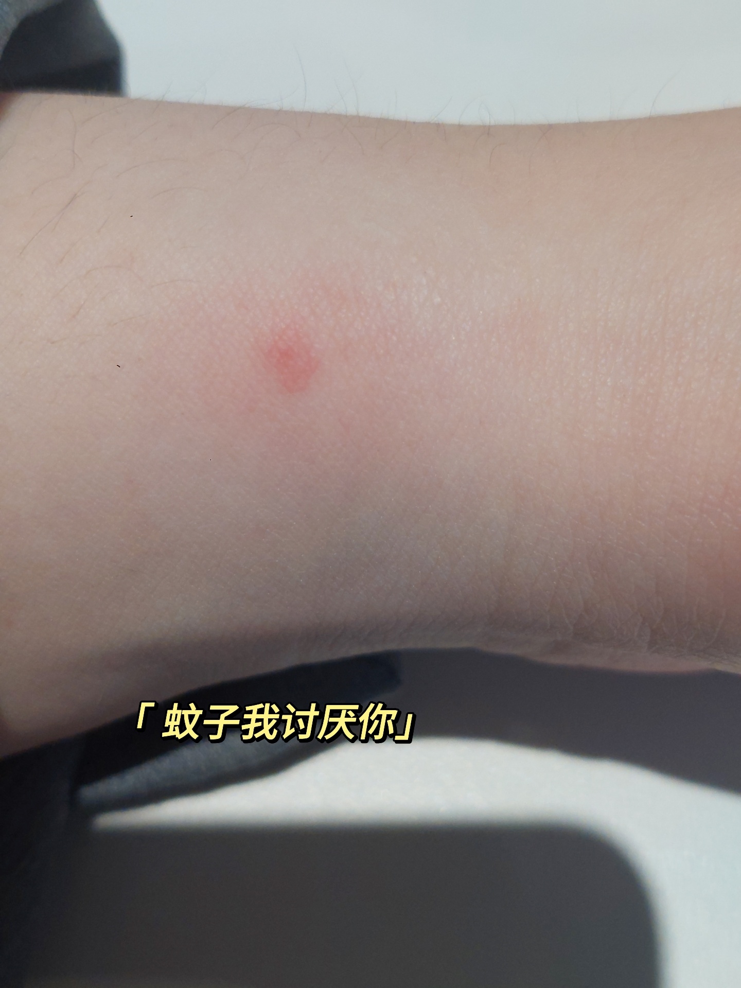 puppy大王的plog周记