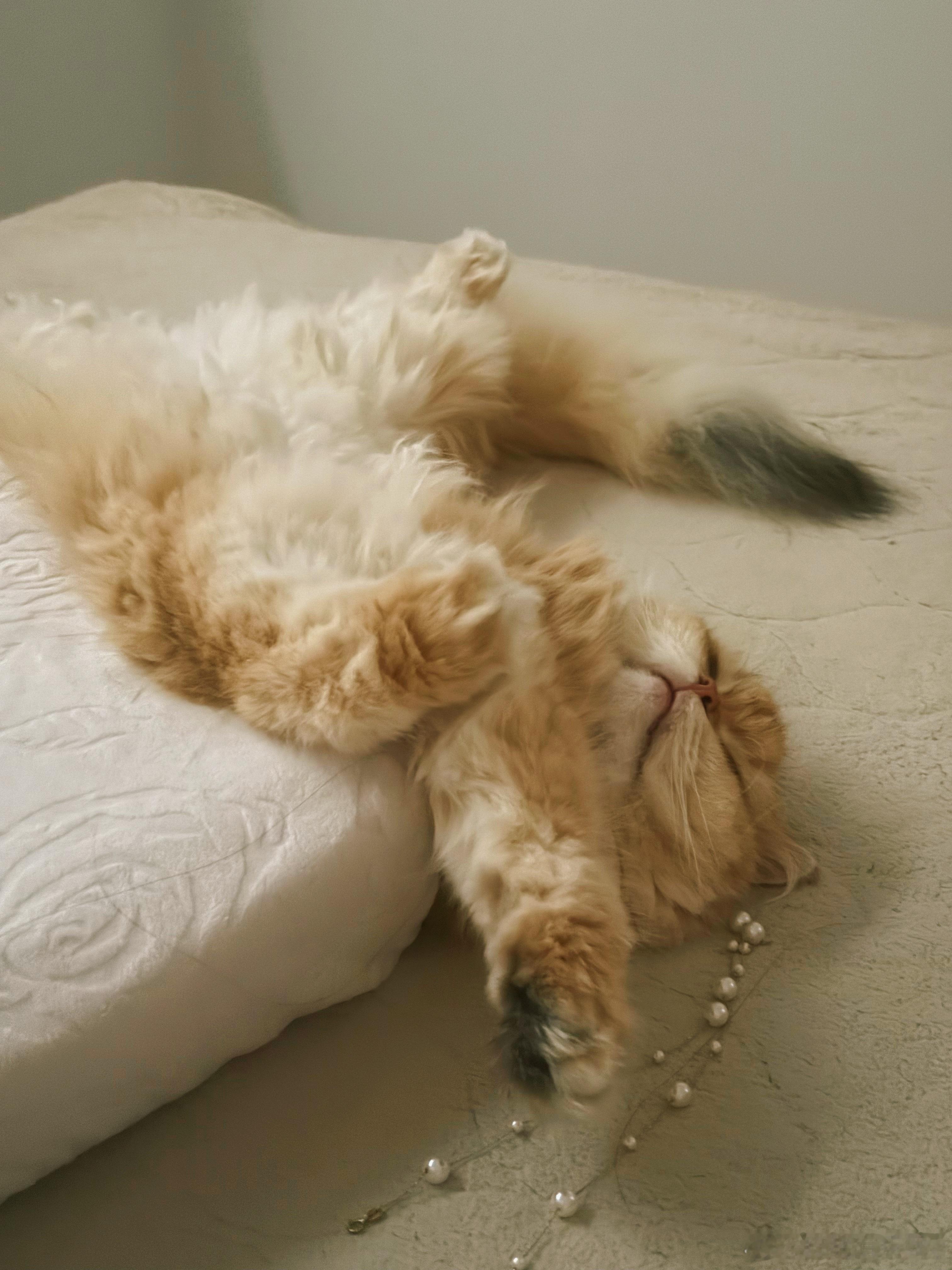 和小猫的午睡be like: ​​​