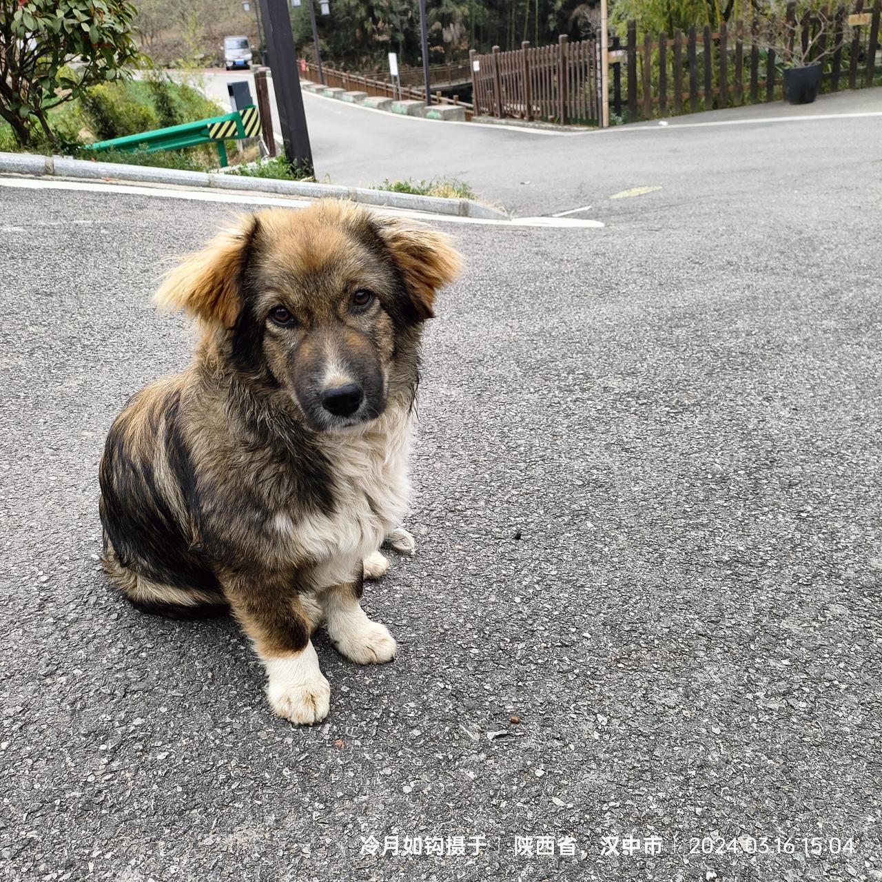 不要站在以“我”为主的立场评价狗🐕，这样显得过于自负。站在宇宙宏大角度，并不承