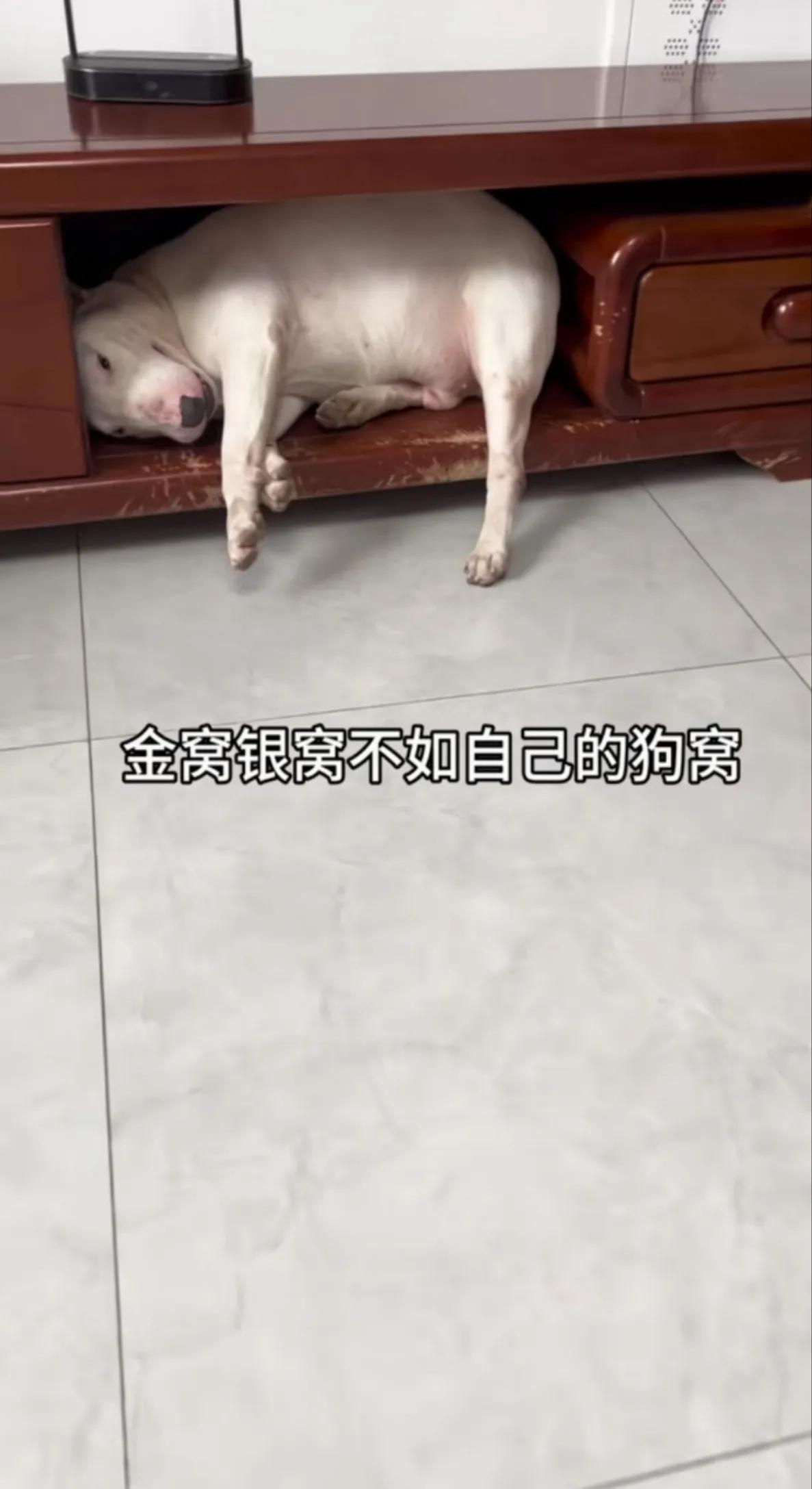 金窝银窝，不如自家的狗窝。

墙头柜，中间有一格是空的，虽然很大，空格很长，但是
