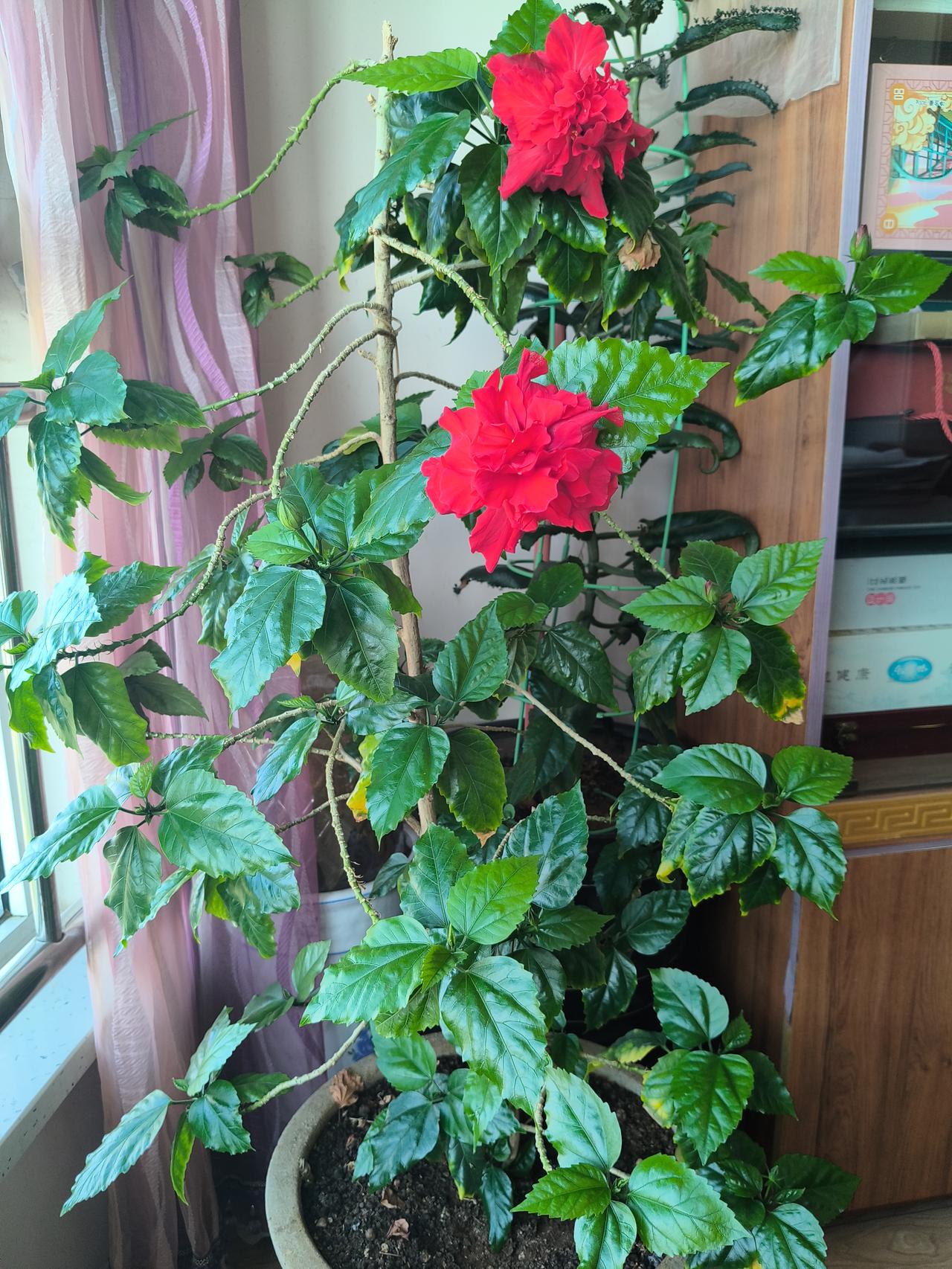 最近遇上很多莫名其妙的烦心事儿，搞得心情不好，回乡下劳动，寻求片刻安宁，但该解决