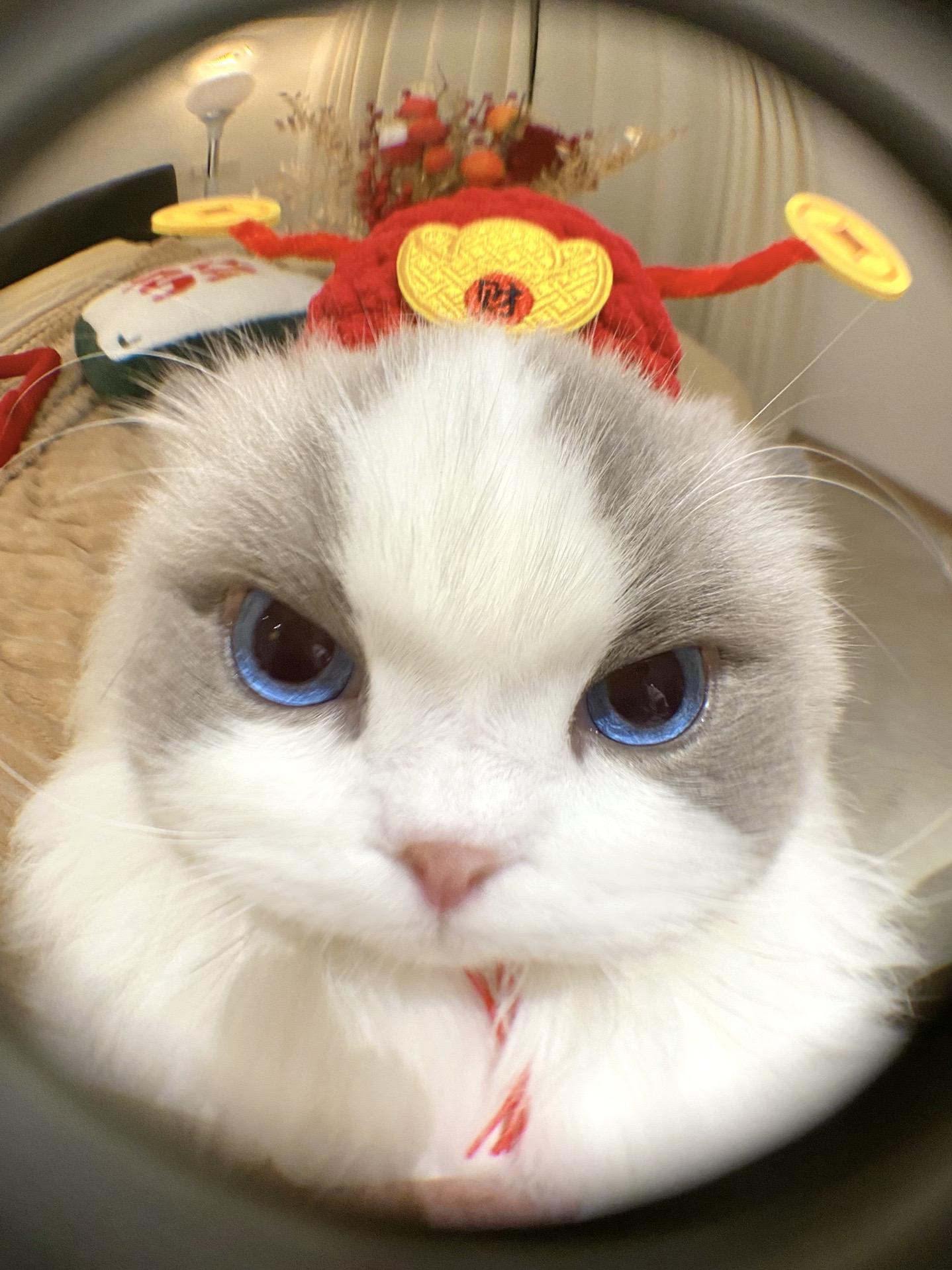 叮咚！开门！财神喵喵到啦。进门吸吸财气～小猫保佑你钱来💰钱来💰