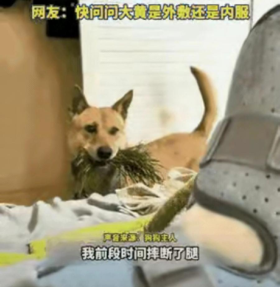“解释不清了！”浙江，一男子摔伤在家养伤，家里的土狗见主人卧床不起，竟从外面叼了