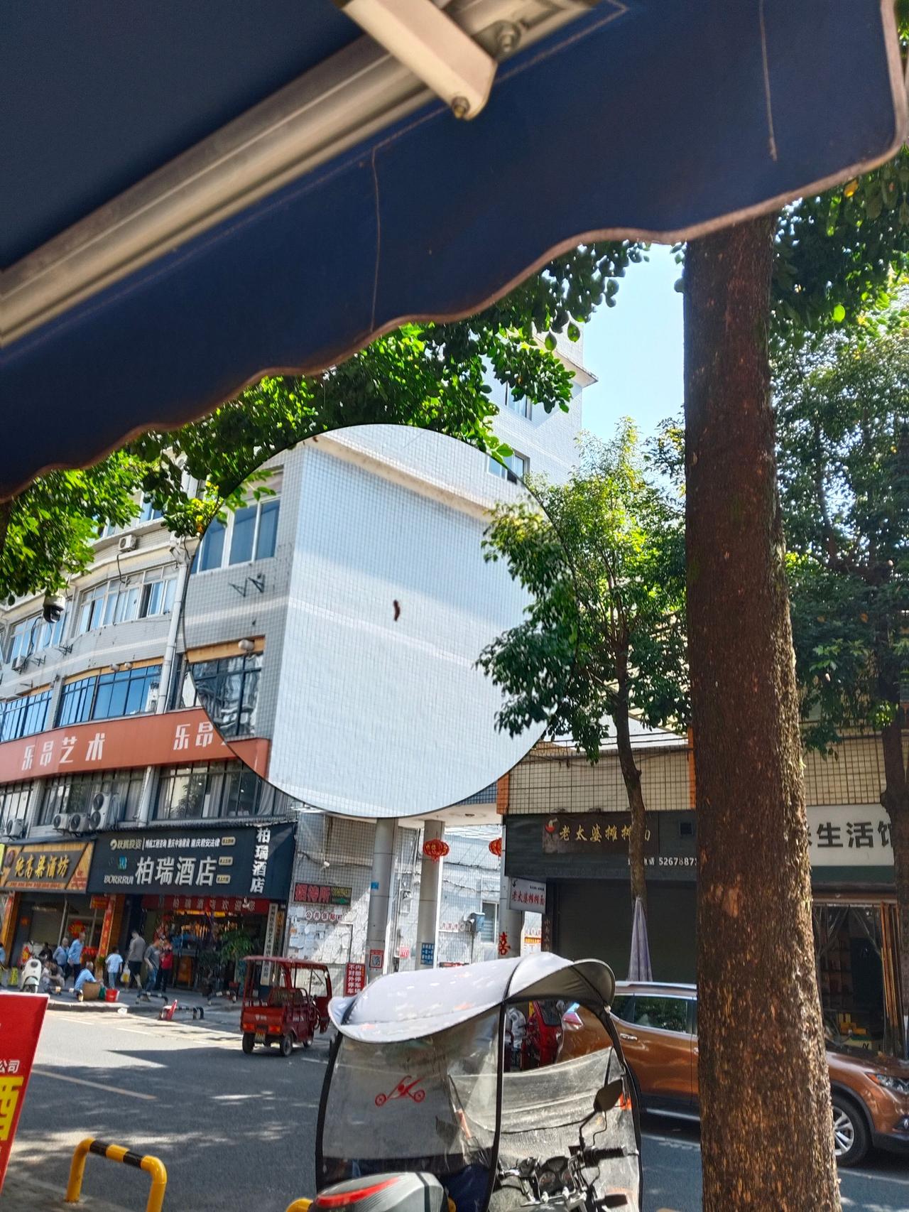 重庆开州裕安街行道树挂满了毛毛虫。这种行道树是秋枫，虫子则是秋枫斑蛾，春末夏初是