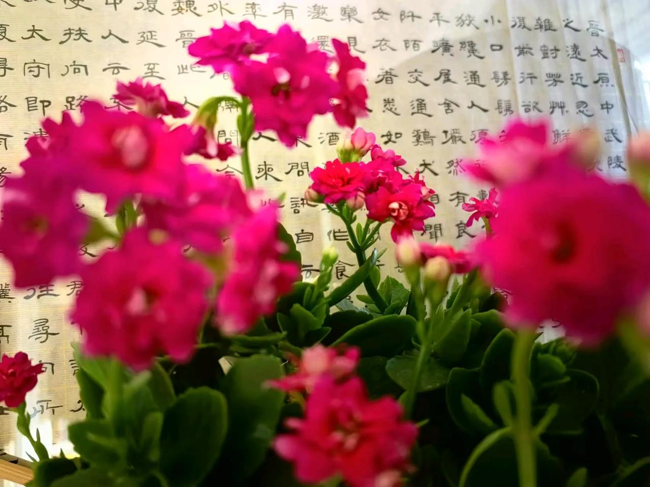 长寿花开
                       湘沅江  周卫平
淡染胭