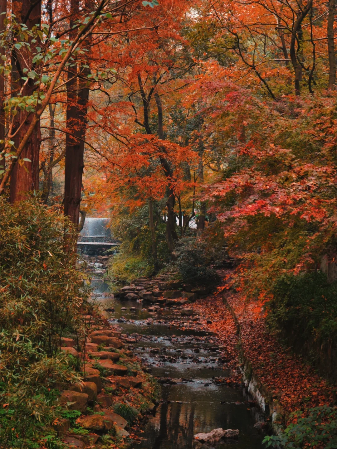 现在的杭州，堪称秋日旅行天花板！