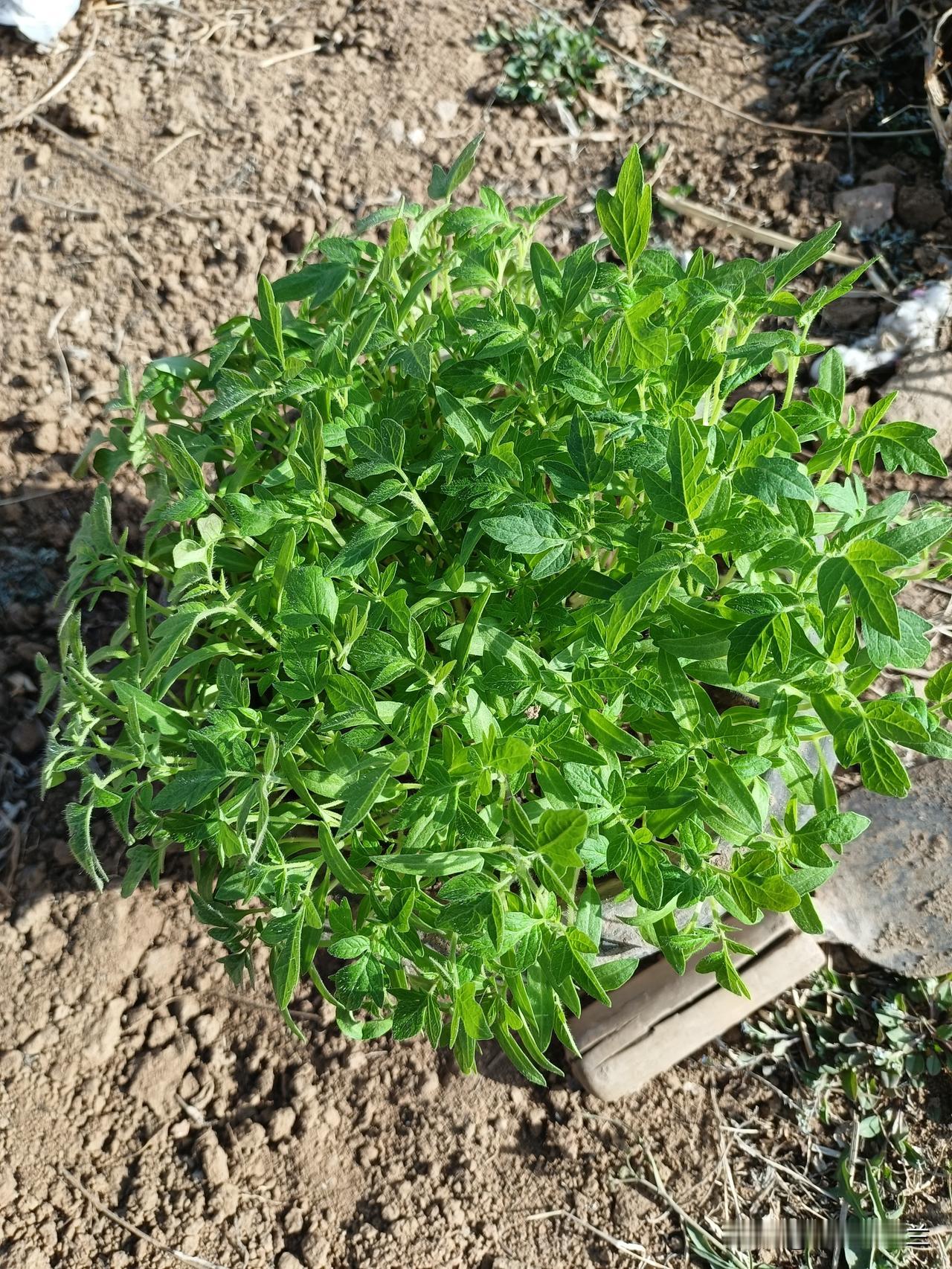 前些日子种的西红柿苗长得已经很高了，老妈昨天就说想把西红柿小苗栽到菜园里，今天我