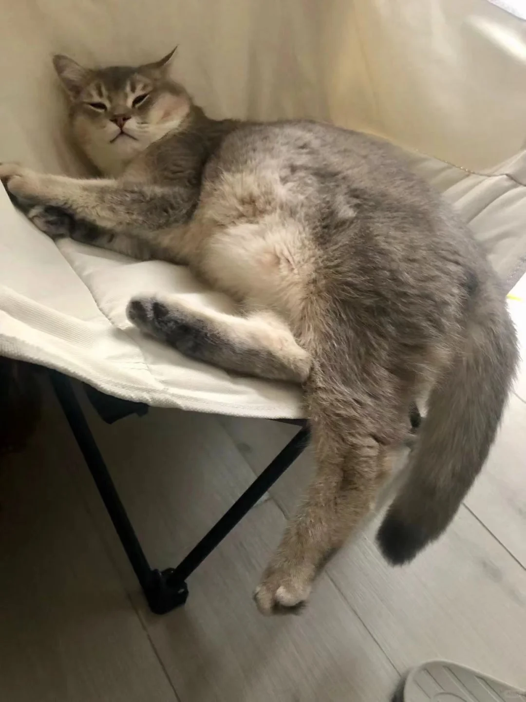 🇭🇰HK買貓💛家長返圖～我一點都不胖