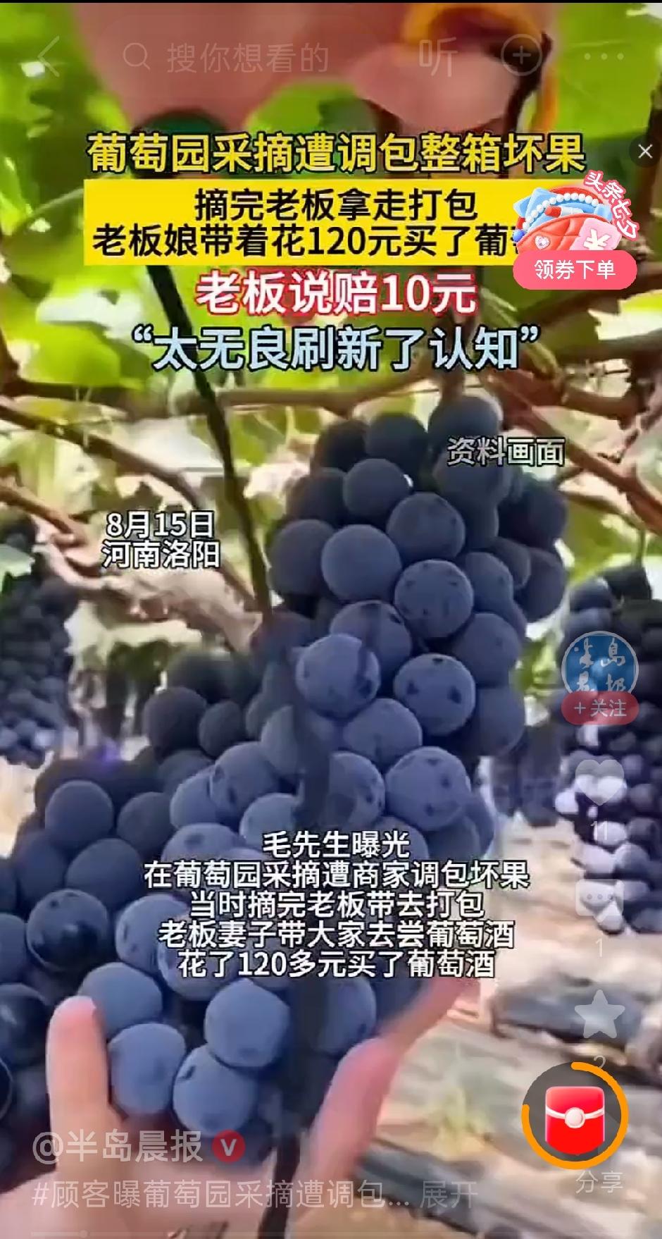 用坏果玩调包？洛阳这家葡萄采摘园太无良！
用整箱坏葡萄，替换顾客刚刚采摘的好葡萄