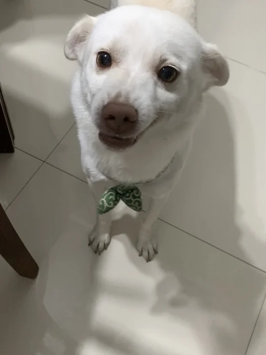 霸道小狗 邪魅一笑😏