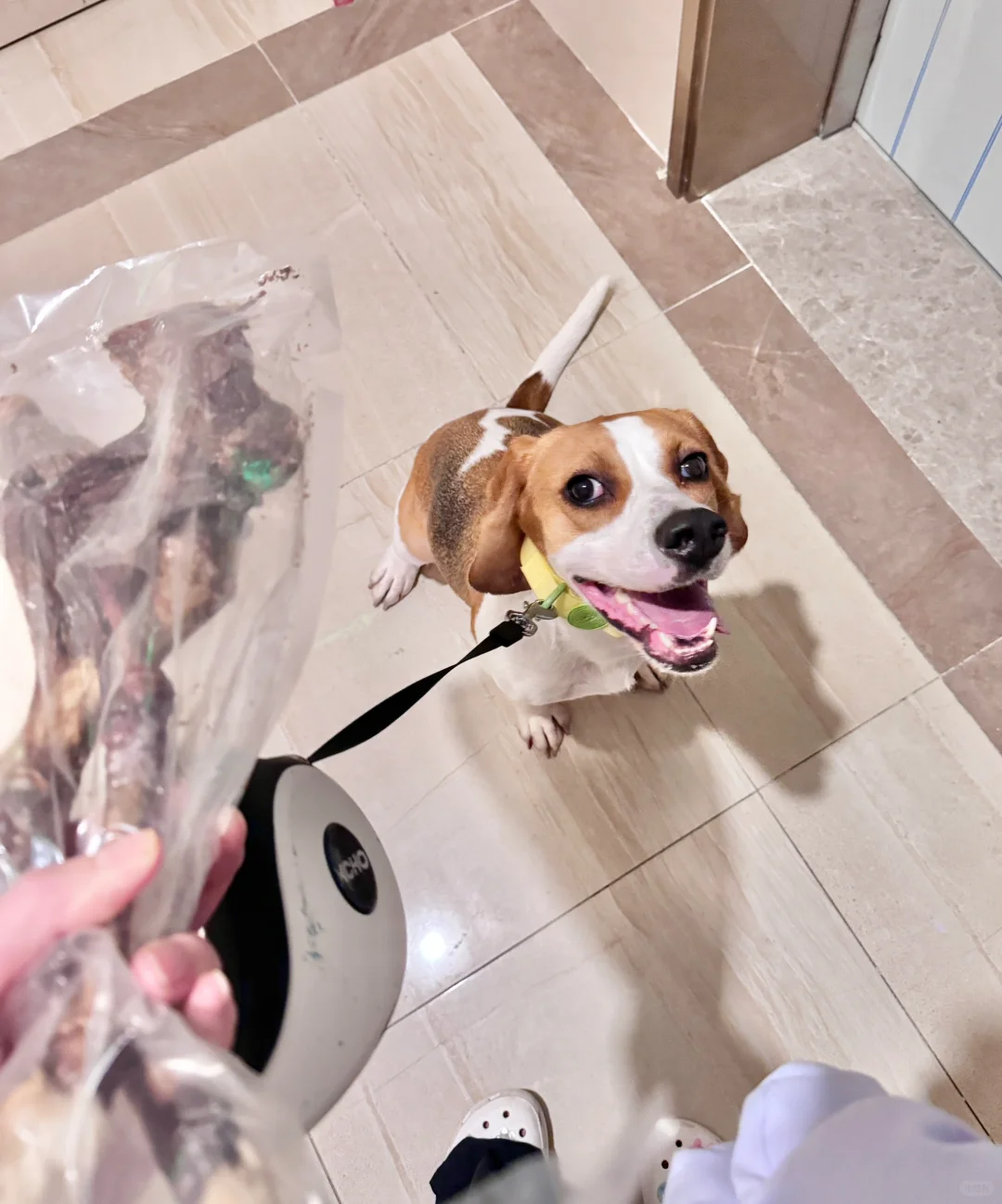 ee给了两个羊腿，看它开心得合不拢嘴