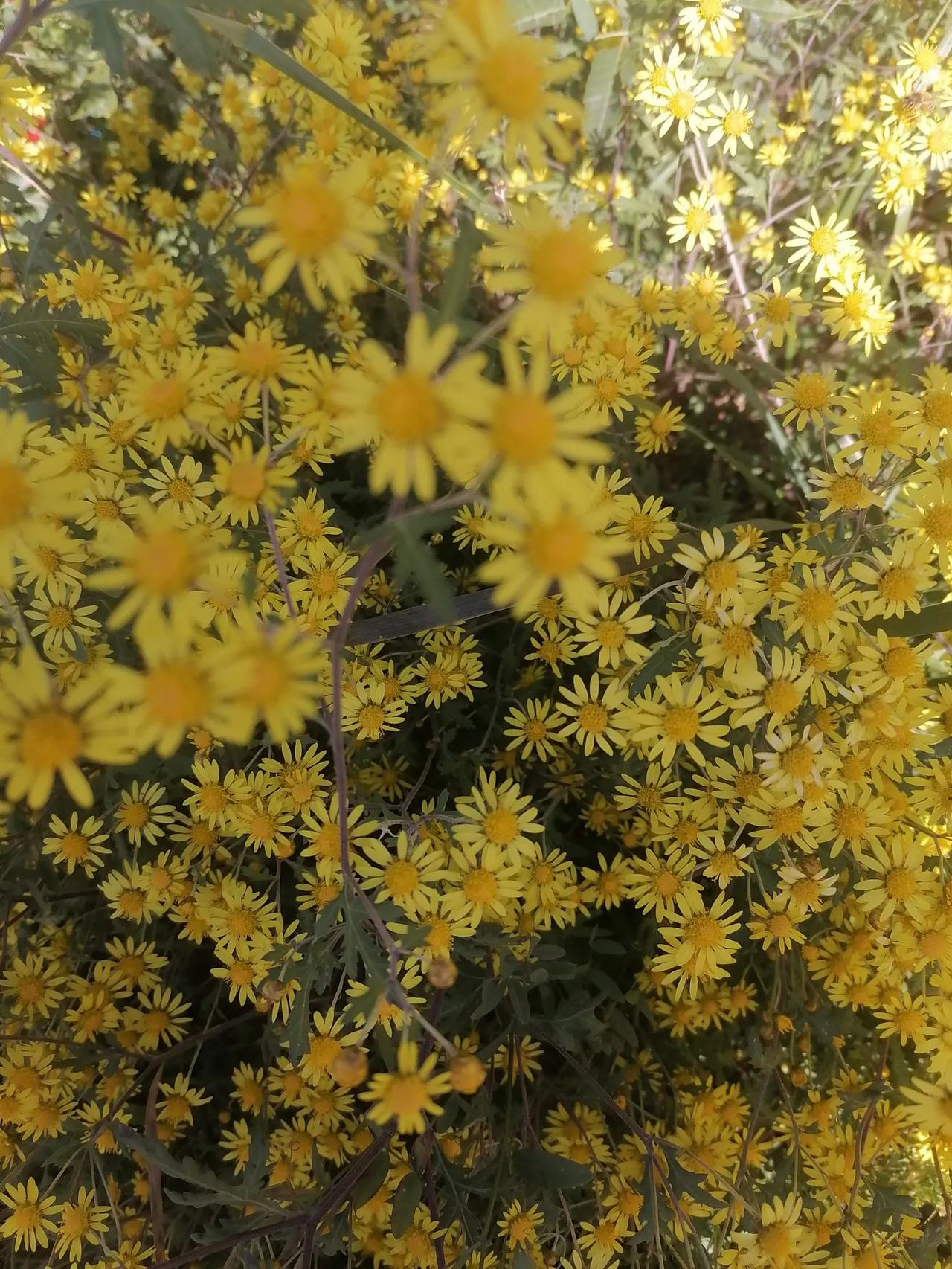 菩萨蛮
秋菊
秋风萧瑟天渐凉，
庄园前后菊花香。
叶片绿翡翠，花蕾鼓饱饱。
蜂蝶