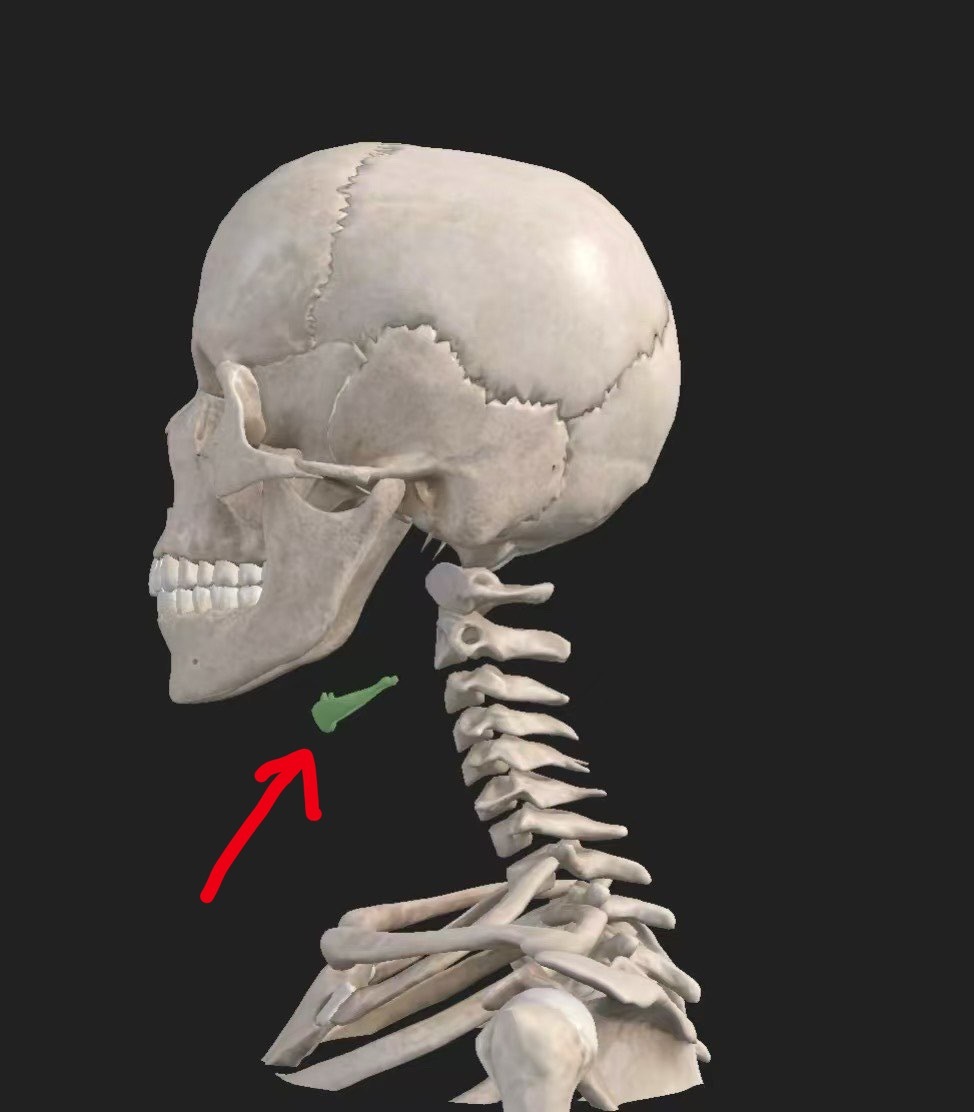 人体冷知识  人体内唯一不与其他任何骨头相连的骨头——是舌骨（昨天有朋友已经答对