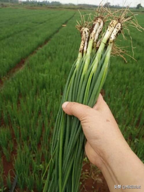 浙江杭州，老朱辛辛苦苦种了三垄地的小葱一夜之间离奇消失。老朱心痛不已，一怒之下报