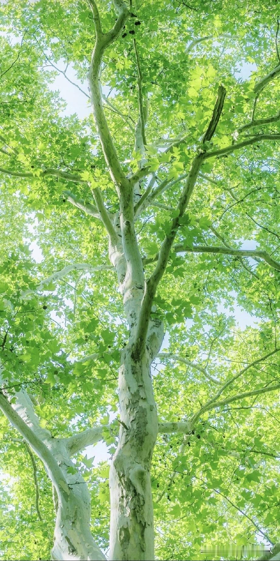 绿树阴中夏日长。