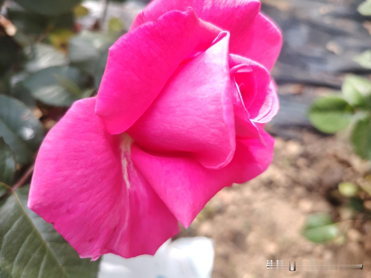 早安晨语[玫瑰][玫瑰][玫瑰]
       一个人最好的状态莫过于，眼里写满