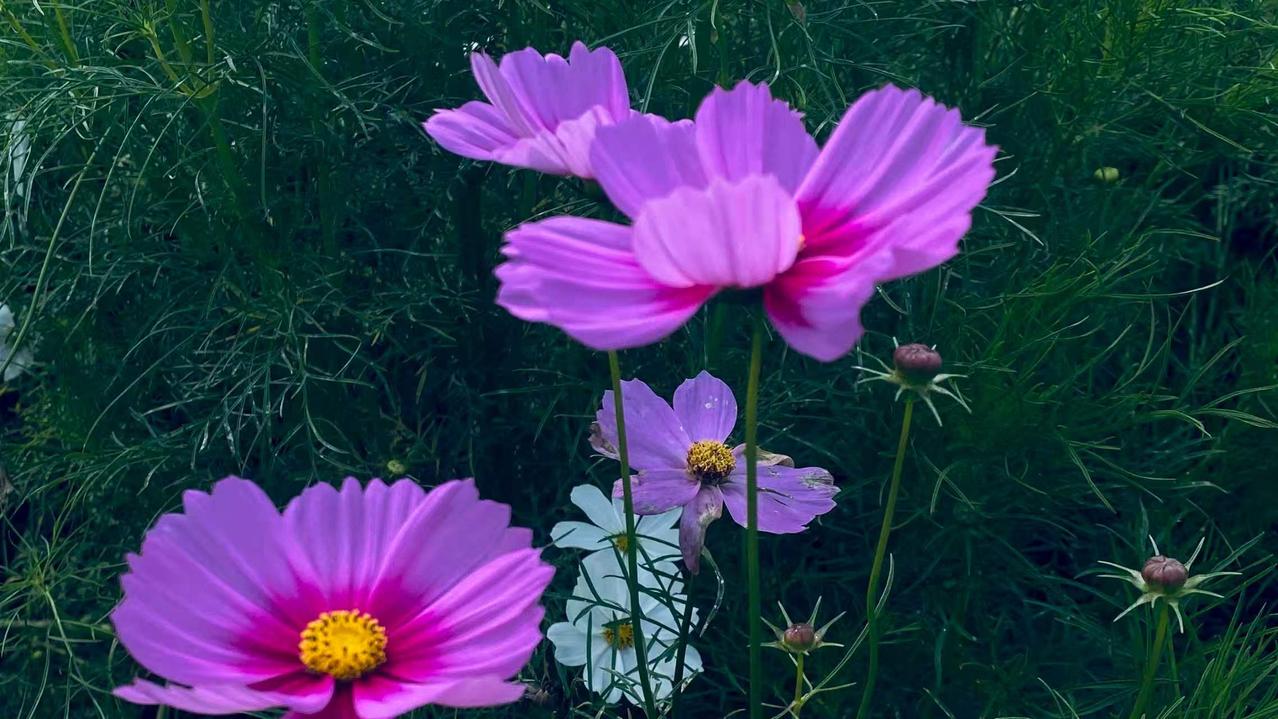 ，什么花都行格桑花成片盛放，路过的人都挪不开脚
  周末，出门瞎晃，拐个弯就撞见