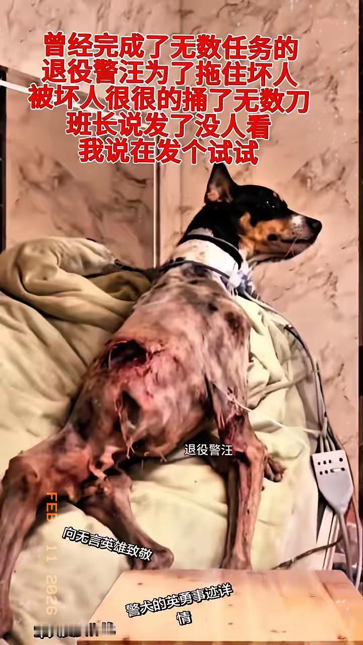 很多人刷到可爱萌宠就疯狂点赞，可面对用命守护我们的无言英雄，却总是轻轻划走。我偏