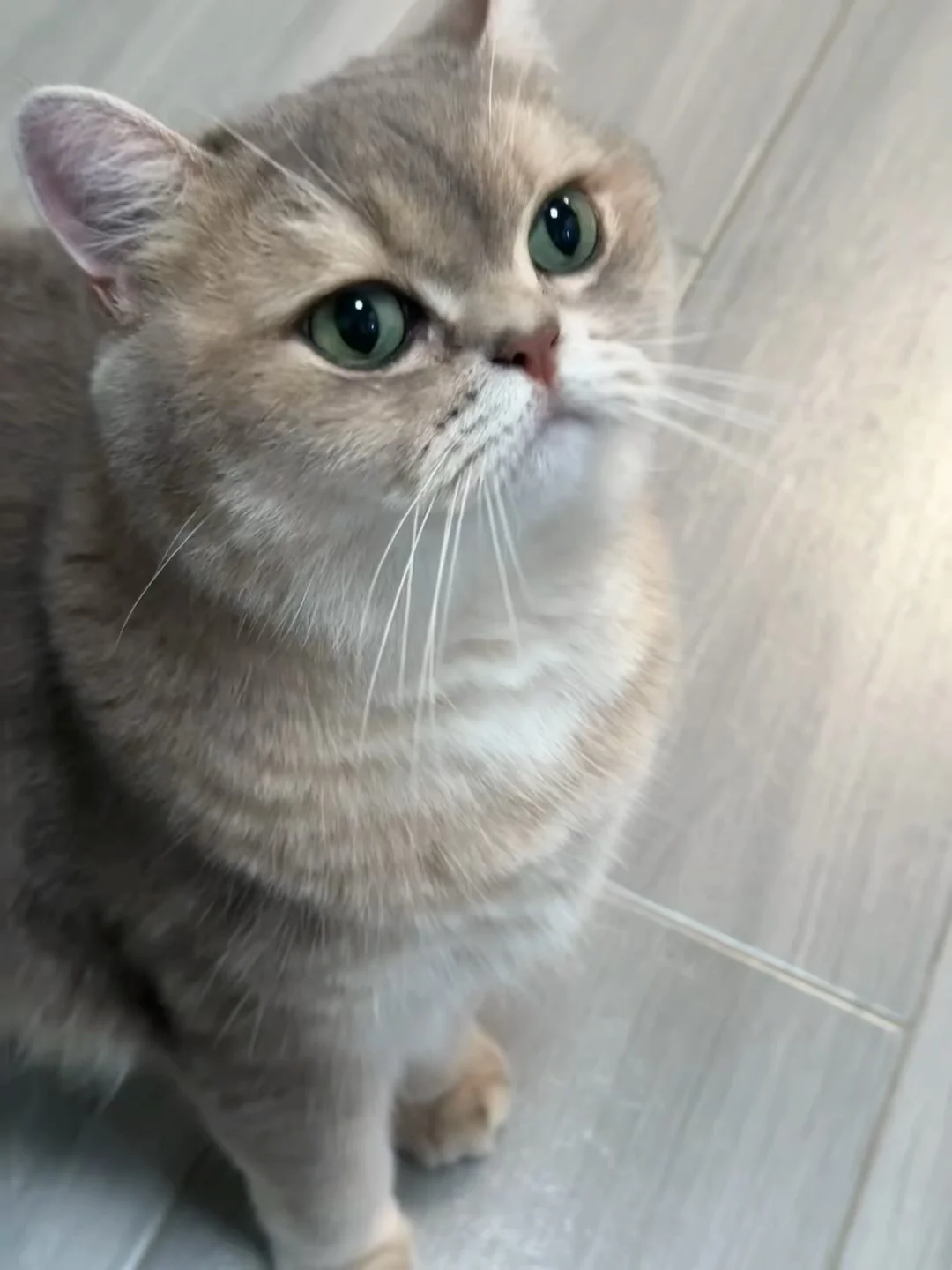 小寶淚痕消失術