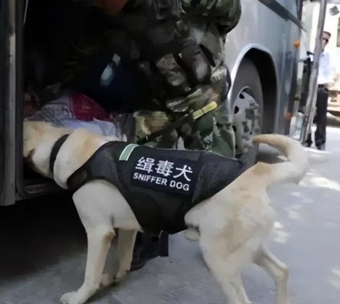“谁能给我弄死这头警犬，我就给谁一百万，事成之后再给一百万！”毒贩恶狠狠的对一只
