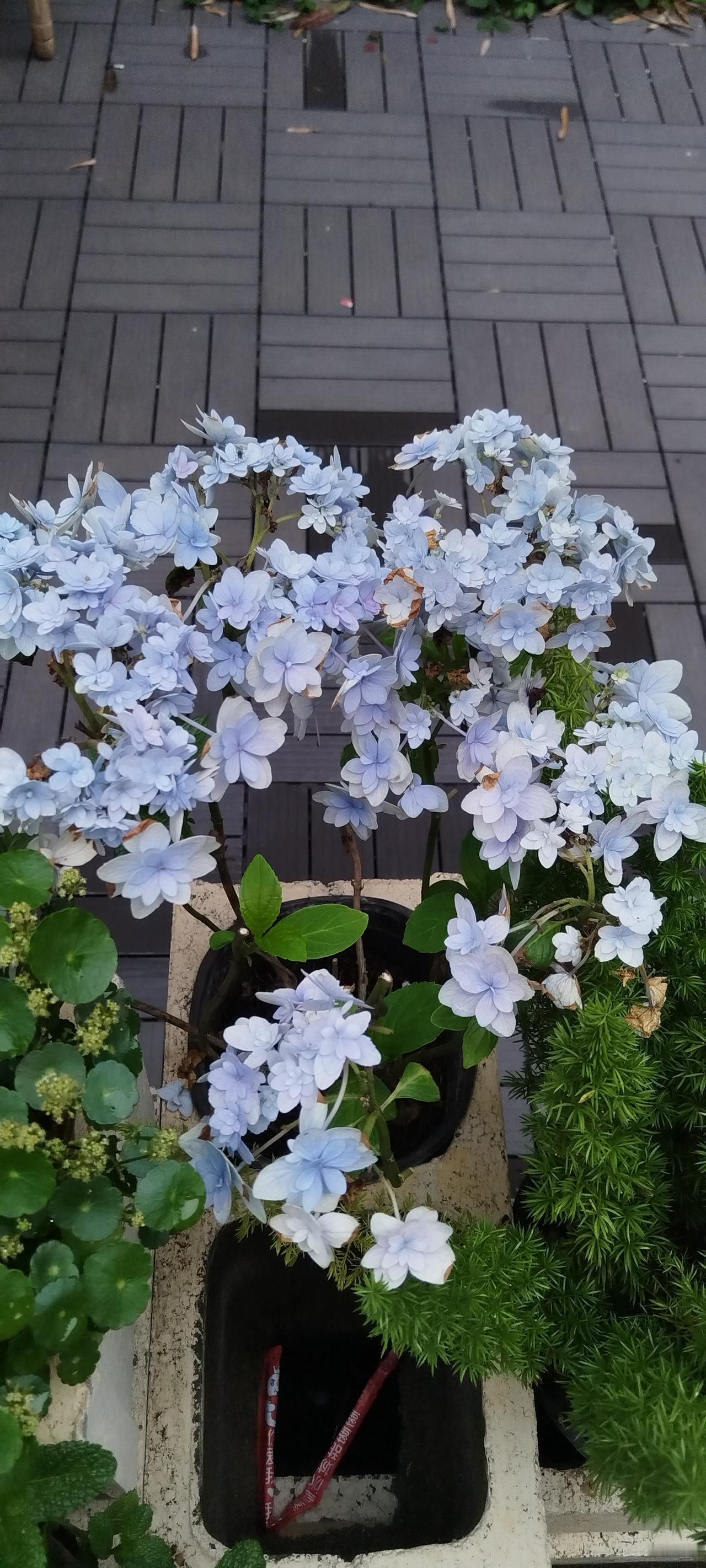发一张你相册最近拍的花