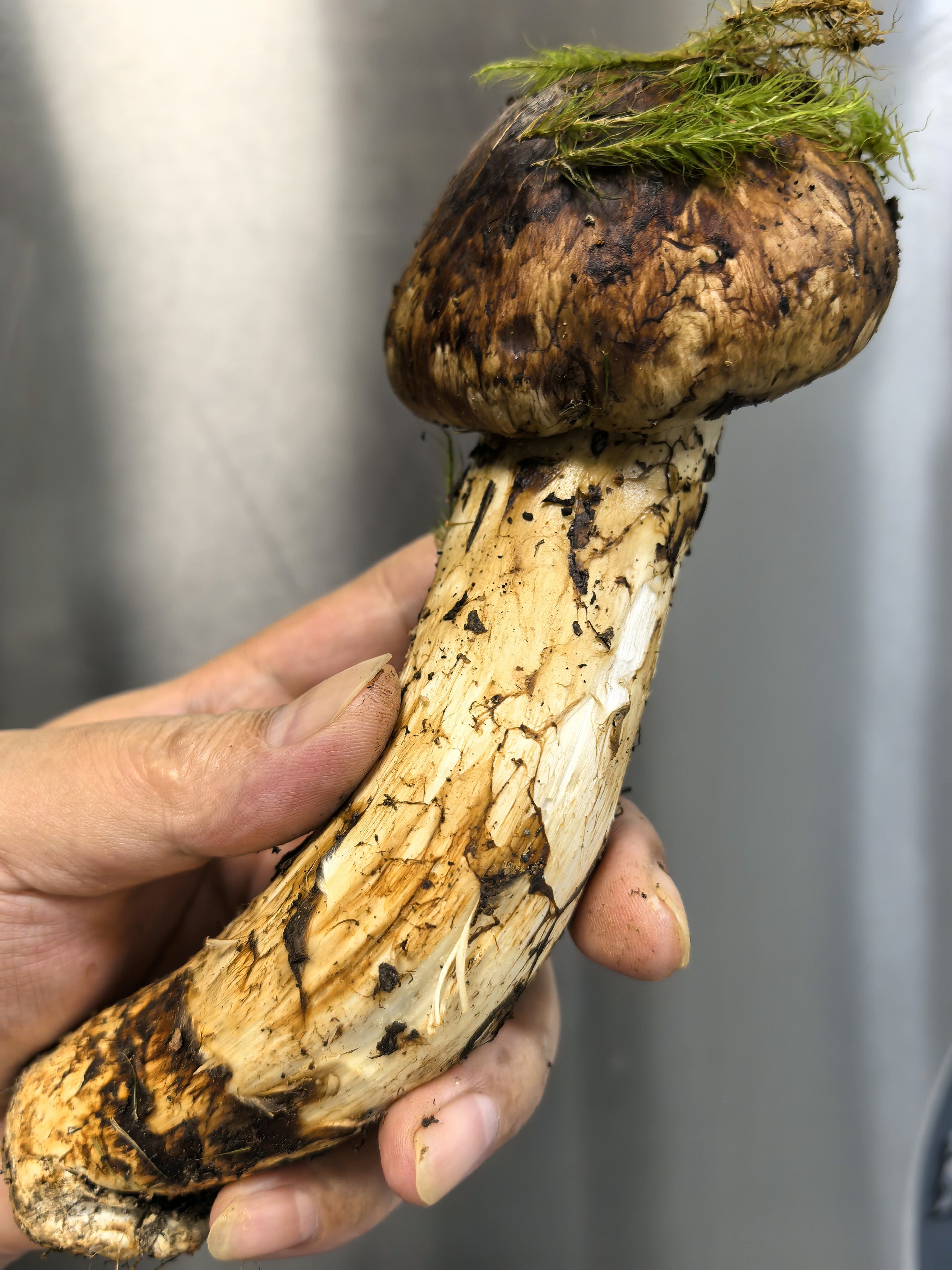 来了一批老登鲜松茸 炖汤、泡酒、炼油、包馄饨 👌 