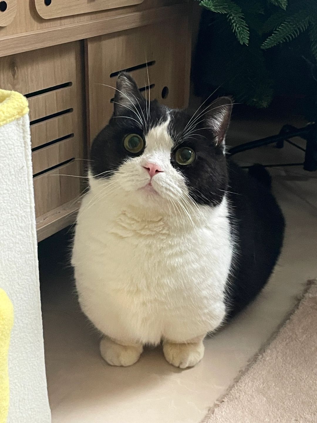 猫：明天一定减肥！！！