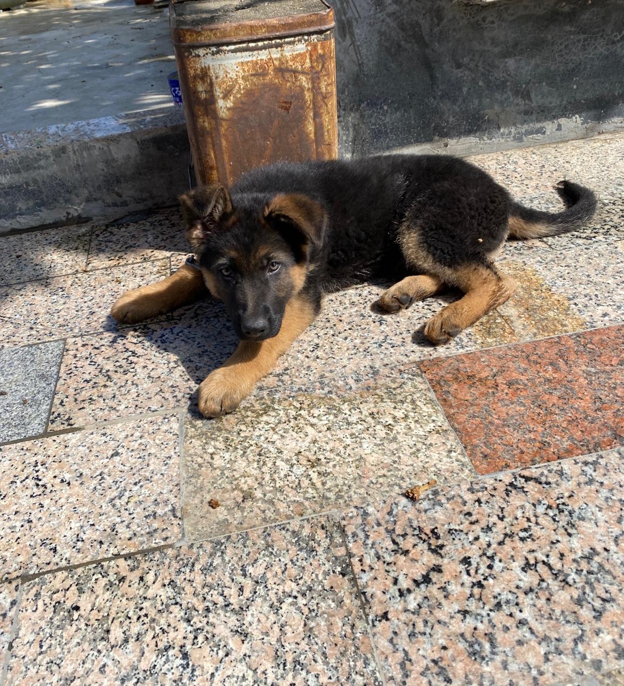 新宠[呲牙]猜猜这是啥品种？