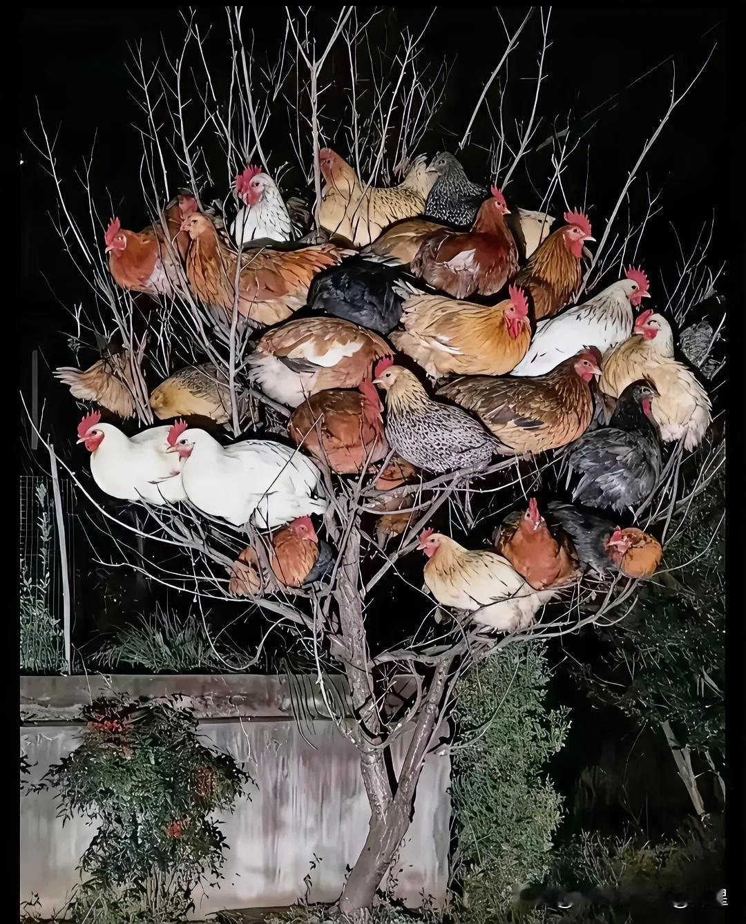 刚在老家后院拍的照片，
突发奇想，三连问，请答题：
①为啥鸡夜晚喜欢待树上？
②