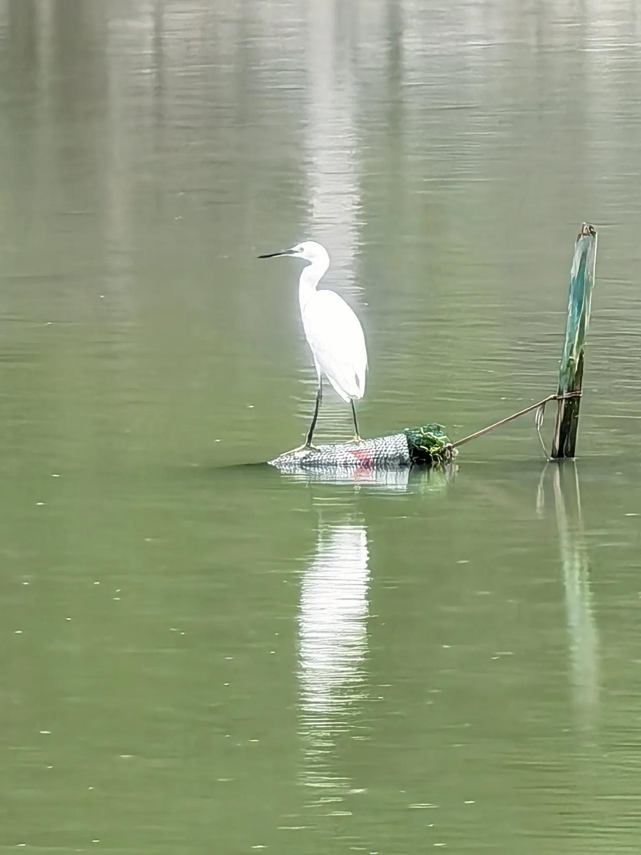 （华为P70变焦30倍）