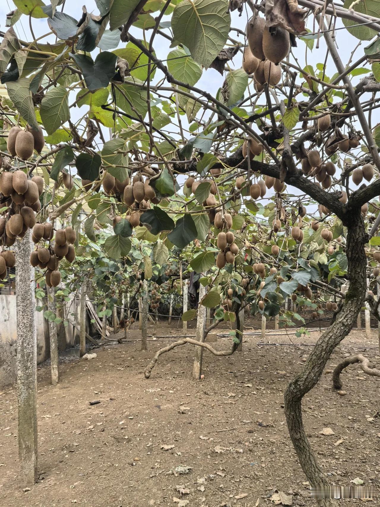 七律.重读《杂言诗.游咏启事》有感
（2024年10月7日）
江水悠悠共小舟，夏