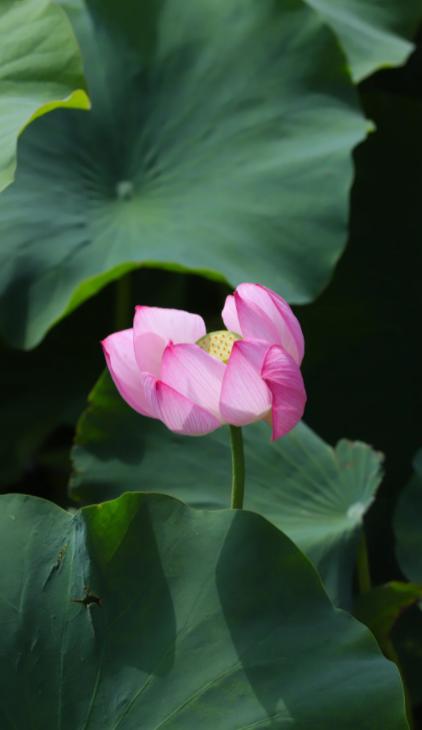 日本砸100亿美元稳原油，背后有何玄机？
亲爱的朋友们大家好，我是海林小百科！今