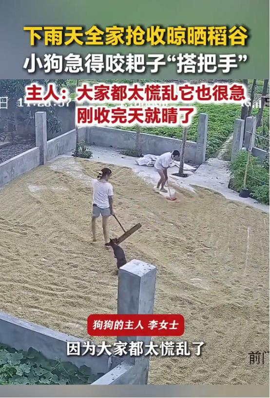 “登上新华社了！”四川一户农家正在田间收割稻谷，家里养的小狗也跟着忙活起来，一趟