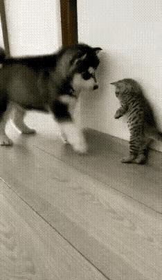 老猫看到不得了，很护犊子！